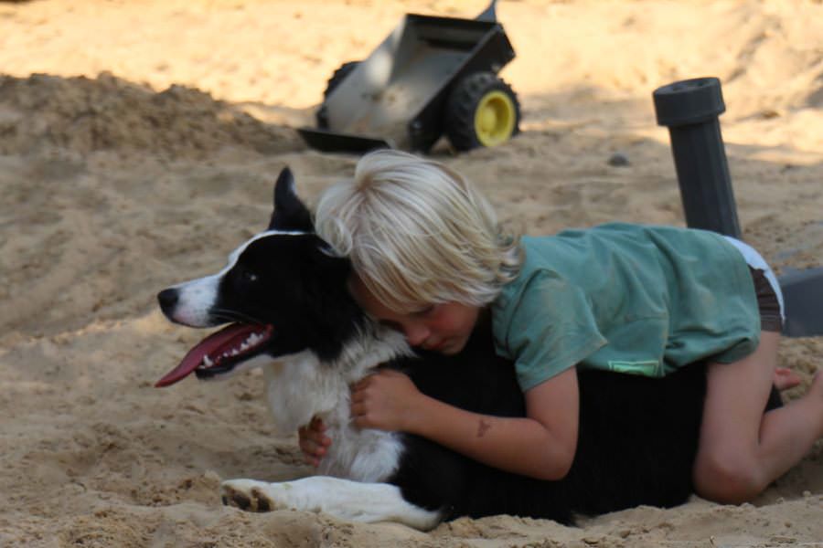 DRK-Besuchshundedienst lädt am 16. Juni zu einem bunten Familienfest mit Hunderennen, Kinderaktionen und Infoständen ins Technik- und Ausbildungszentrum ein.