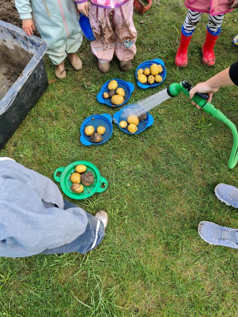 Kinder der Kita ‚De Heidehummeln‘ ernten ihre selbst angebauten Kartoffeln im August 2025.